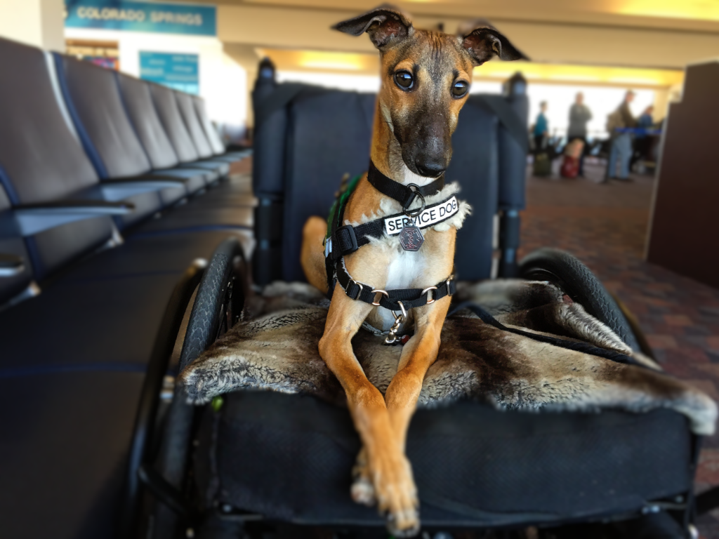 Service Dog Task List (& Work!) for Psychiatric Service Dogs