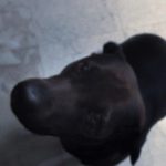 Baby girl black lab