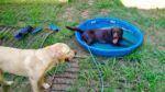 Bama and Bear with kiddie pool