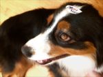 Bela after voting