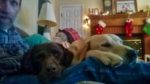Boyce and Bear and Bama as Xmas couch potatoes