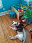 Brendan and Gracie at therapy
