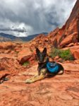 Falko on desert rocks