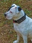 Gracie autism dog