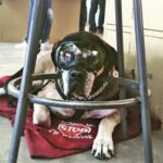 Kona in lab