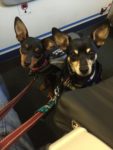 Maxwell and Jaxson on plane