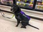 Phoenix in grocery store