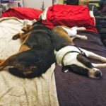 Roxy and Zeus tuckered after playtime