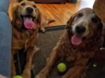 Ruby & Trixie tennis balls