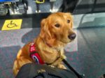 Ruby on bus