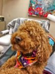 Skylar at the dentist
