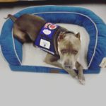Taro on dog bed