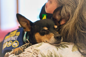 a tired min pin rests its head on its handler's shoulder.