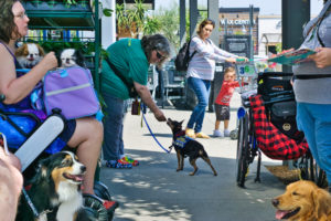 In the foreground, a woman in a wheelchair with a bag holding 2 japanese chin listens to a woman across from her. Nearby, a golden retriever and an australian shepherd relax, while in the focus of the picture a woman bends over to give a treat to a min pin as a woman and young boy watch.