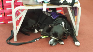 At a shoe store, a large black service dog lies under a small, portable seat with angled mirrors on the sides.