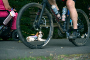 As a bicycle whizzes by, a small white and sable Japanese Chin dog is framed by the front wheel, lying on the path in front of a power wheelchair user, watching the action.