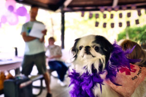 A white and black Japanese Chin in a pink service dog dress and purple feather boa looks toward the camera as people in the background in a park gazebo celebrate her retirement amid decorations.